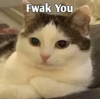 👀 Fwak You cat, offensive, humor, meme, animal whatsapp sticker