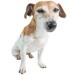 😉 dog, animal, pet, white, brown telegram sticker