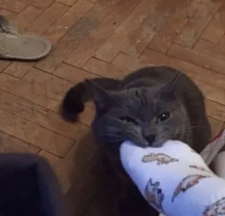 🦷 Katze, graue Katze, Haustier, Tier, spielerisch, Hauskatze telegram sticker