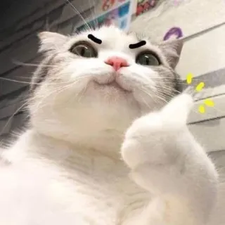 👍 cat, thumbs up, cute, animal, pet, approval telegram sticker