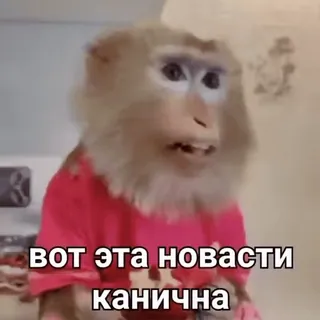 🌟 вот эта новости канична monkey, news, animal, funny telegram sticker