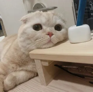 🤔 Katze, Schottische Faltohrkatze, Haustier, Tier, süß telegram sticker
