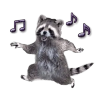 💃 guaxinim, dançando, música, desenho animado, animal, fofo, engraçado, meme whatsapp sticker