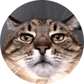 😑 gatto, animale, animale domestico, meme, divertente, internet, carino, domestico telegram sticker