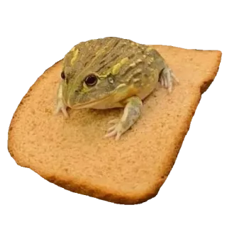 ❤️ rã, pão, animal, comida, anfíbio, torrada, engraçado whatsapp sticker