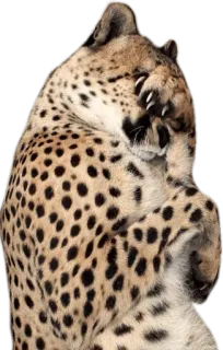 😓 leopard, cat, animal, wildlife, feline, spotted whatsapp sticker