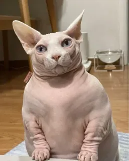 👑 gato, gato sphynx, gato sem pelo, animal, animal de estimação telegram sticker