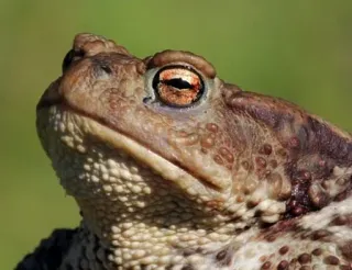 👹 grenouille, crapaud, amphibien, nature, faune whatsapp sticker