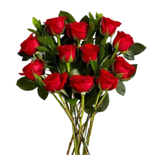 💐 Rosen, Strauß, rot, Blumen, Liebe, Geschenk, Natur, romantisch telegram sticker