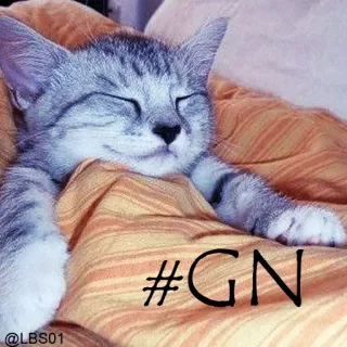 😴 #GN gato, durmiendo, buenas noches, animal, mascota, lindo, hashtag whatsapp sticker