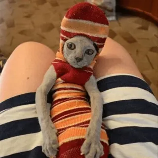 😐 cat, funny, animal, pet, cute, sock telegram sticker