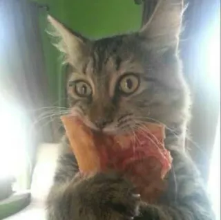 🍕 gatto, pizza, animale, cibo, animale domestico, gattino, divertente, mangiare telegram sticker