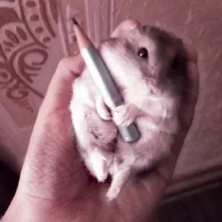 🤏 hamster, pencil, animal, rodent, cute, small, hand telegram sticker