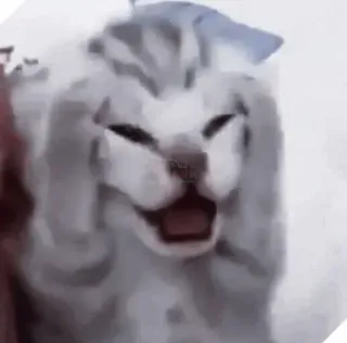 🤍 猫, 动物, 表情包, 搞笑, 表情, 宠物 telegram sticker