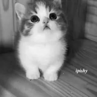 🕸 ipishy 小猫, 猫, 宠物, 可爱, 动物 telegram sticker