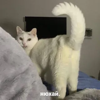🍑 нюхай. kucing, hewan, kucing putih, hewan peliharaan, rusia telegram sticker