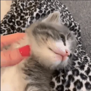 🥰 猫, 子猫, ペット, 可愛い, 動物, 家畜 telegram sticker