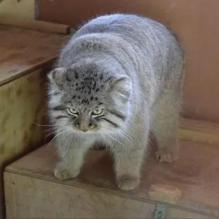 😡 Katze, Tier, Wildkatze, Manul, Katzenartig whatsapp sticker
