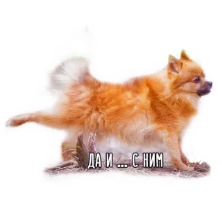 😎 ДА И ... С НИМ dog, animal, pomeranian, cute, pet telegram sticker