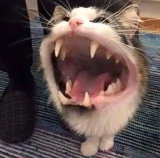 😾 gato, animal, dentes, boca, aberto, felino whatsapp sticker