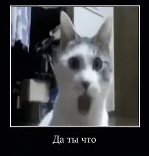 😲 Да ты что gato, meme, russo, engraçado, surpreso, animal telegram sticker