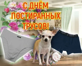 💨 С днем постиранных трусов! underpants, underwear, funny, humor, dog, chihuahua, celebration, laundry telegram sticker