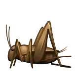 🦗