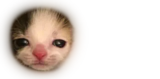 ☹️ gatinho, gato, fofo, animal, animal de estimação telegram sticker