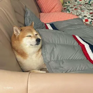 🏷 chó, shiba inu, ngủ, động vật, thú cưng, dễ thương, thư giãn telegram sticker