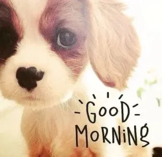 🔆 Good Morning telegram sticker
