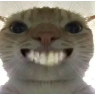 😺 cat, animal, meme, funny, pet, teeth, smiling telegram sticker