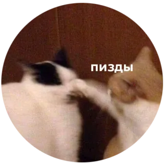 👊 ПИЗДЫ katten, vechten, klap, aanstootgevend, dieren whatsapp sticker