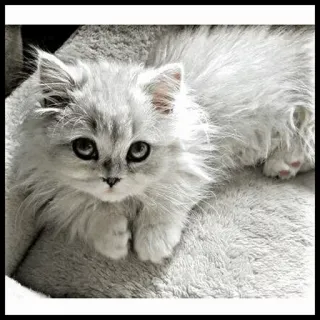 🐾 Katze, Kätzchen, süß, Haustier, Tier, flauschig telegram sticker