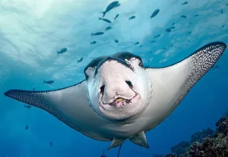 😘 razza, vita marina, oceano, pesce, animale marino, sottomarino, natura, animale whatsapp sticker