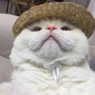 🤠 gato, chapéu, animal, animal de estimação, fofo, engraçado, gatinho whatsapp sticker