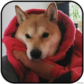 👀 dog, shiba inu, animal, pet, cute telegram sticker