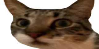 🌟 cat, animal, pet, domestic animal, mammal telegram sticker