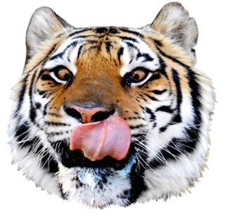 tigger telegram stickers