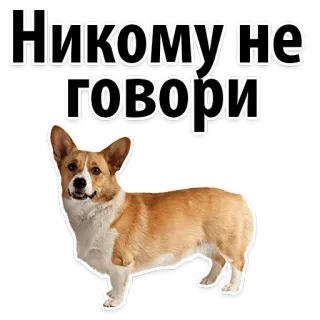 😏 Никому не говори corgi, dog, animal, pet, russian, text, sticker telegram sticker