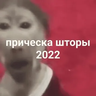 😎 прическа шторы 2022 밈, 원숭이, 헤어스타일, 2022 telegram sticker