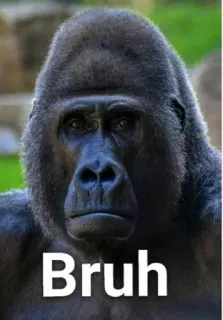🌟 Bruh gorilla, scimmia, animale, bro, meme telegram sticker