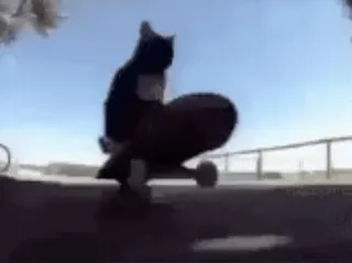 🌟 cat, skateboard, animal, pet, funny, cute, skateboarder telegram sticker