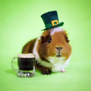 🍺 guinea pig, St. Patrick's Day, leprechaun hat, beer, animal, pet telegram sticker