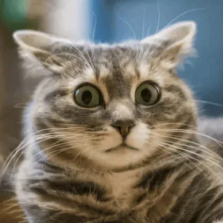 🙀 cat, kitten, surprised, animal, pet, feline telegram sticker