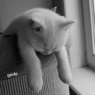 🕸 ipishy 猫, 小猫, 宠物, 动物, 困, 可爱 telegram sticker