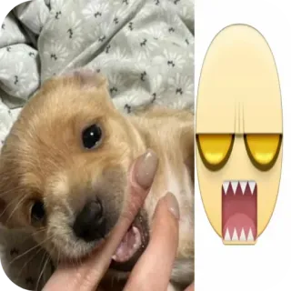 😌 chiot, chien, animal de compagnie, mignon, emoji, crocs telegram sticker