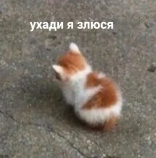 😒 уходи я злюся ลูกแมว, แมว, โกรธ, เสียใจ, เล็ก, สัตว์ whatsapp sticker