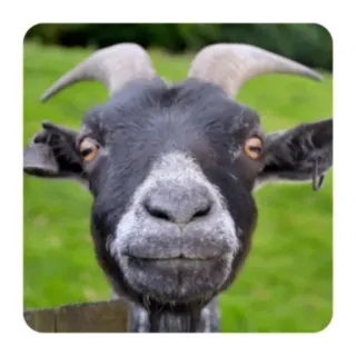 Funny Goat(@alp_stickers) telegram stickers