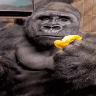 😯 gorilla, ape, animal, mammal, wildlife, zoo, eating, fruit telegram sticker