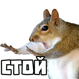 ⛔️ СТОЙ squirrel, animal, stop, angry telegram sticker